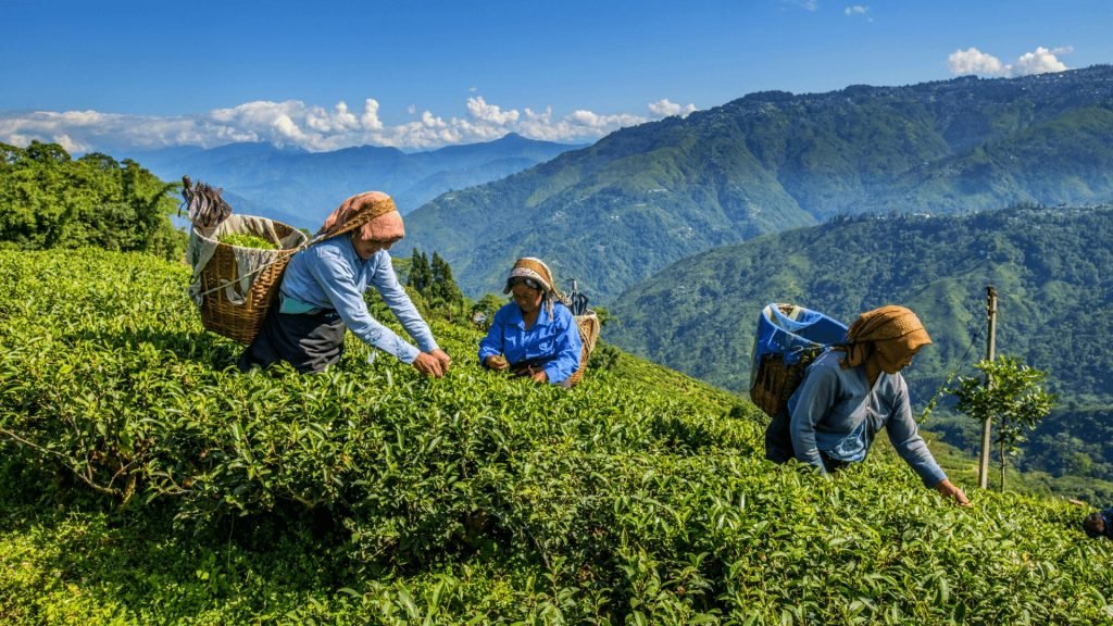 Darjeeling Hills Tour View