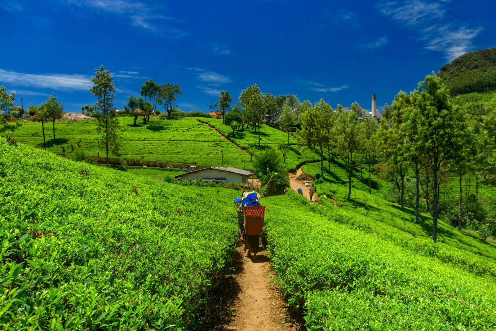 Organic Sikkim: India’s Greenest Travel Experience with Anugra Tours